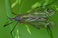 Tipula, female  948