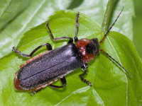Cantharis fusca  9497