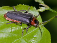 Cantharis fusca  9498