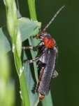 Cantharis fusca  9499