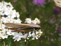 Roeseliana roeselii, female  9508