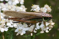 Roeseliana roeselii, long-winged  9509