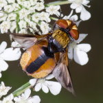 Ectophasia crassipennis, männlich  9561