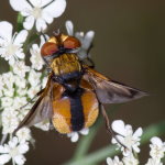 Ectophasia crassipennis, männlich  9562