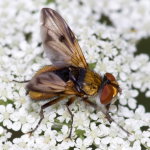 Ectophasia crassipennis, männlich  9563