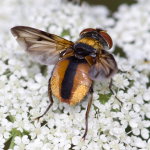 Ectophasia crassipennis, männlich  9564