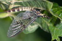 Ephemera danica, female  9570