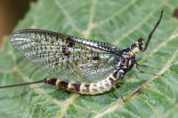 Ephemera danica, female  9571