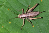 Pholidoptera griseoaptera, weiblich  9574
