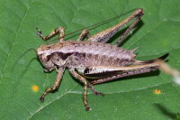 Pholidoptera griseoaptera, weiblich  9576