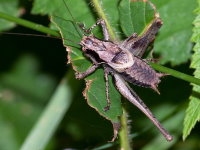 Pholidoptera griseoaptera, männlich  9577