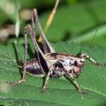 Pholidoptera griseoaptera, männlich  9578