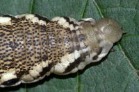 Proserpinus proserpina, caterpillar  9613