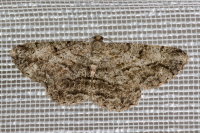 Peribatodes rhomboidaria, weiblich  9614