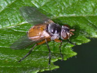 Subclytia rotundiventris, female  9617