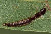 Rhaphidiidae sp., larva  9626
