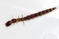 Rhaphidiidae sp., Larve  9627
