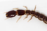 Rhaphidiidae sp., Larve  9628