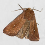 Mythimna albipuncta  9650