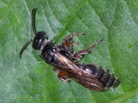 Tiphia femorata, weiblich  9659