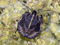 Graphosoma italicum, Larve (L5)  9719