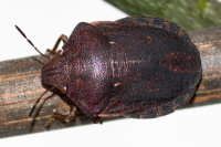 Eurygaster maura  9736