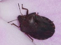 Eurygaster maura  9737