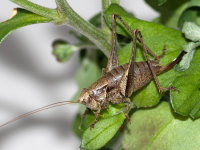 Pholidoptera griseoaptera, female  9767