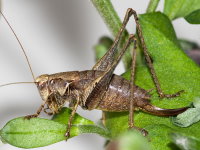 Pholidoptera griseoaptera, female  9768