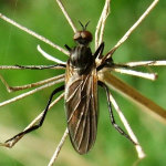 Rhamphomyia sp., male  977