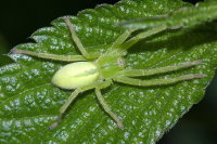 Micrommata virescens, female  9785
