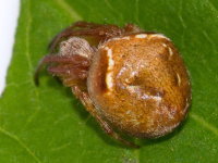 Araneus sturmi/triguttatus