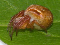 Araneus sturmi/triguttatus, female  9787