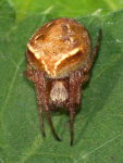 Araneus sturmi/triguttatus, weiblich  9788