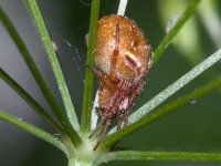 Araneus sturmi/triguttatus, weiblich  9789