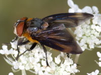 Phasia hemiptera, male  9796