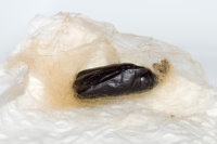 Autographa gamma, cocoon with exuvia  9829