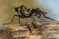 Rhamphomyia sp., male  982