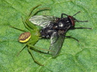 Diaea dorsata, female with prey  9851