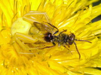 Misumena vatia, female with prey  9854