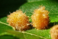 Hartigiola annulipes, plant galls  989