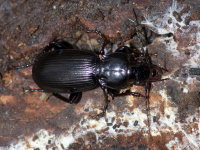 Pterostichus madidus  9904