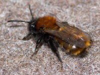 Andrena fulva, weiblich  9908