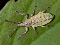 Phyllobius maculicornis  9942