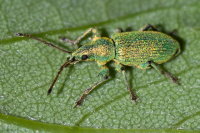 Phyllobius maculicornis  9943