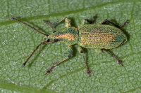 Phyllobius maculicornis  9944
