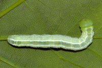 Ptilophora plumigera, Raupe  9964