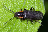 Cantharis obscura  9967