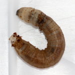 Dictenidia bimaculata, larva  9978