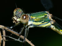 Lestes viridis, female  999